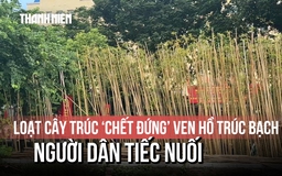 Loạt cây trúc ‘chết đứng’ ven hồ Trúc Bạch, người dân tiếc nuối