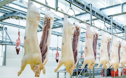 Giữ tổng đàn 31 triệu con, không lo thiếu thịt heo dịp tết