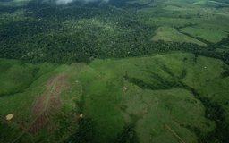 Tầng ozone trên đà hồi phục, rừng Amazon lại thu hẹp đáng kể