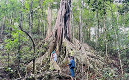 6 cây đa cổ thụ giữa rừng Kon Ka Kinh là cây di sản Việt Nam