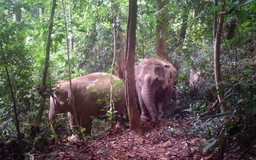 Cấp thiết bảo tồn voi: Ngăn chặn suy giảm số lượng và quần thể