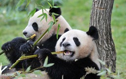 Pháp trả cặp gấu trúc về Trung Quốc dưỡng già