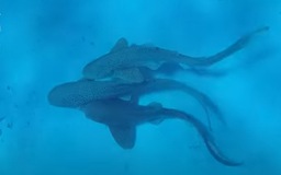 Hé lộ 'cuộc tình tay ba' của loài cá mập báo