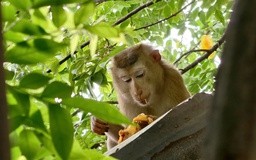 Kiểm lâm TP.HCM bắn gây mê khỉ đuôi lợn cắn 3 người dân