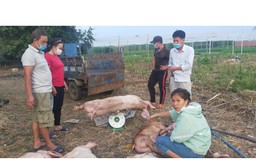 TP.HCM: Gần 4 năm chưa nhận được tiền hỗ trợ dịch tả heo châu Phi