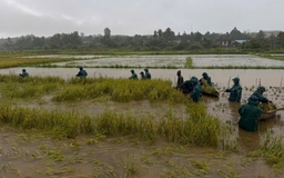 Ứng phó bão số 10: Lực lượng quân đội ở Quảng Trị gặt lúa giúp dân