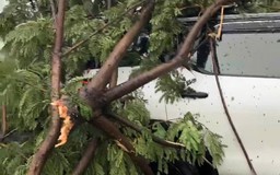 Bão số 10: Cây xanh ở Đà Nẵng ngã đè ô tô, 6 người mắc kẹt trong xe
