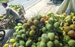 Xuất khẩu rau quả bứt tốc mãnh liệt