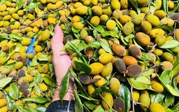 Thung sâu mùa xoay chín