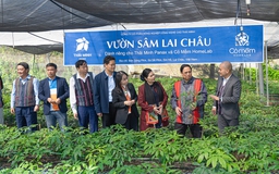 'Cởi trói' cho sâm Việt: Điểm yếu chí tử cản trở phát triển