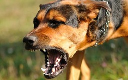 Thiếu nữ 17 tuổi bị chó dữ cắn chết khi đến nhà bạn học nhóm