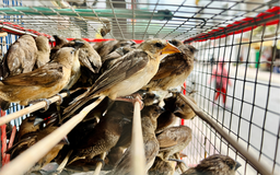 Tranh cãi phóng sinh qua livestream tháng 7 âm lịch: Sư thầy lý giải ý nghĩa thật sự