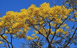 Phượng vàng rực rỡ đầu năm ở Bảo Lộc: 'Sứ giả mùa xuân' trên cao nguyên