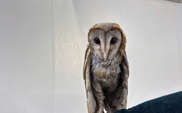 Chim cú lợn bị đá ra bãi rác được cộng đồng yêu thương: Đã cất cánh bay