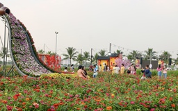 Cánh đồng hoa tết mới toanh vừa mở cửa ‘gây sốt’
