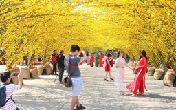 Đường mai - điểm đến lý tưởng của giới trẻ năm nay có gì mới ?