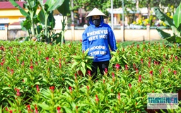 Làng hoa Gia Kiệm rộn ràng vụ tết: 3 thế hệ chăm hoa đón xuân