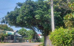 Tán cây mất an toàn