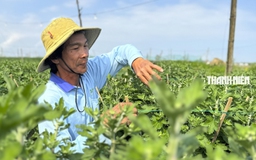 Làng hoa cúc lớn nhất miền Trung: Giống lạ 'cháy hàng', giá gấp 3 lần cúc truyền thống