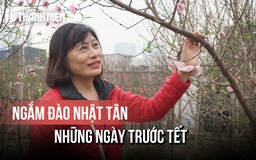 Không khí trước tết tại làng đào Hà Nội, khách ưa chọn đào huyền, tán tròn