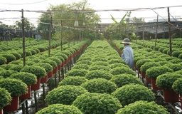 Từ nghề thuần nông đến di sản quốc gia