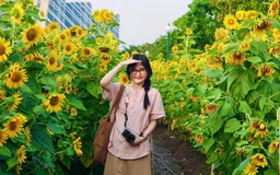 Hoa hướng dương bung nở giữa thành phố, nhiều người tìm đến chụp ảnh dịp đầu năm