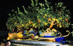 Chậu bưởi Diễn chơi tết được rao giá 288 triệu đồng