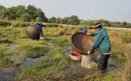 Nghề lạ: Đi vòng tròn đến chóng mặt bắt cá lia thia mưu sinh