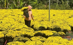 Clip 'triệu view' giải cứu hoa cúc mâm xôi nở sớm trước Tết Bính Ngọ ở Chợ Lách