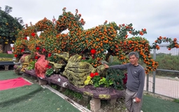 Săn kiểng độc, quả lạ chơi tết