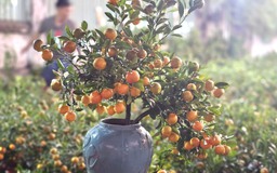 Gần 2.000 cây quất vượt 1.000 km vào TP.HCM: Chuyến xe tết không đặt nặng lời lãi