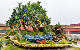 Chậu bưởi Diễn nặng 10 tấn, giá hơn 200 triệu được đại gia thuê về chơi tết