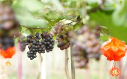 Vườn nho trĩu quả dưới chân núi Chứa Chan đón khách du xuân