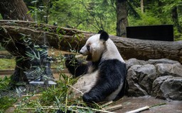 Người Nhật đổ xô ngắm gấu trúc lần cuối trước ngày chúng hồi hương Trung Quốc