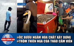 Toàn cảnh 17h: Hãi hùng 3.000 tấn ốc bươu ngâm hóa chất | Bắt người trộm thiên nga của Thảo Cầm Viên