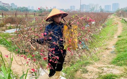 Đào nở 'trượt' tết, chủ vườn đứng ngồi không yên