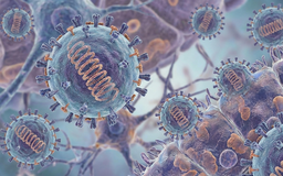 Virus Nipah: Nhanh trở nặng, dễ nhầm với cảm cúm hoặc sốt siêu vi