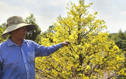 Làng mai Bình Lợi: Bí quyết xuống lá mai vàng giúp hoa nở đều dịp tết