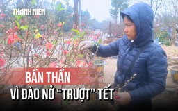 Nhà vườn bần thần, đứng ngồi không yên vì đào nở 'trượt' tết