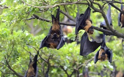 Bác sĩ: Vì sao virus Nipah nguy hiểm?