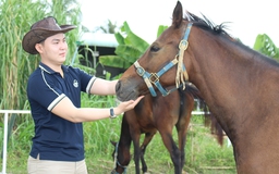 Trang trại ngựa quý trên đất Tây Ninh