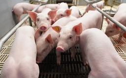 BAF Việt Nam: Cơ hội 'lội ngược dòng' sau chu kỳ biến động  của ngành chăn nuôi