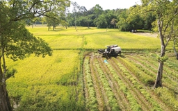 'Cánh đồng châu Âu' ở Tà Lài