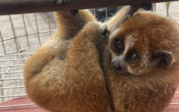 Cu li nhỏ quý hiếm trong Sách đỏ bất ngờ xuất hiện ở vườn keo của người dân