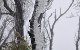 Băng giá phủ trắng đỉnh núi Phja Oắc ở Cao Bằng