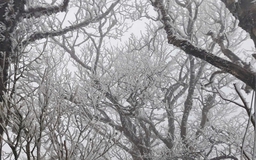 Miền Bắc rét đậm, rét hại, Hà Nội rét 9 độ C