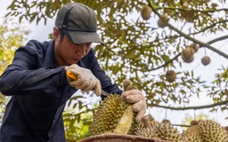 Sầu riêng Việt Nam sắp vượt Thái Lan ở thị trường Trung Quốc?
