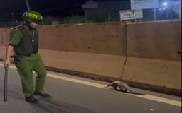 Đồng Nai: Công an tuần tra, phát hiện động vật quý hiếm đang bò trên quốc lộ 13