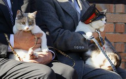 Mèo được bổ nhiệm làm trưởng ga tàu tại Nhật Bản