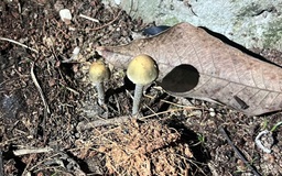 Ngộ độc do nhầm nấm rơm với nấm dại: Bác sĩ lên tiếng cảnh báo